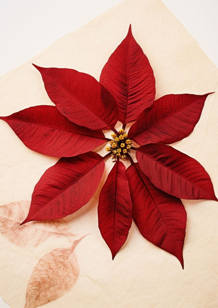 Real Pressed a Poinsettia flower paper plant.