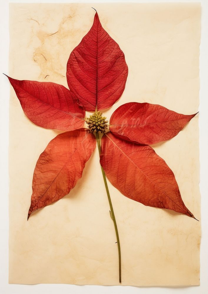 Real Pressed a Poinsettia flower plant petal.