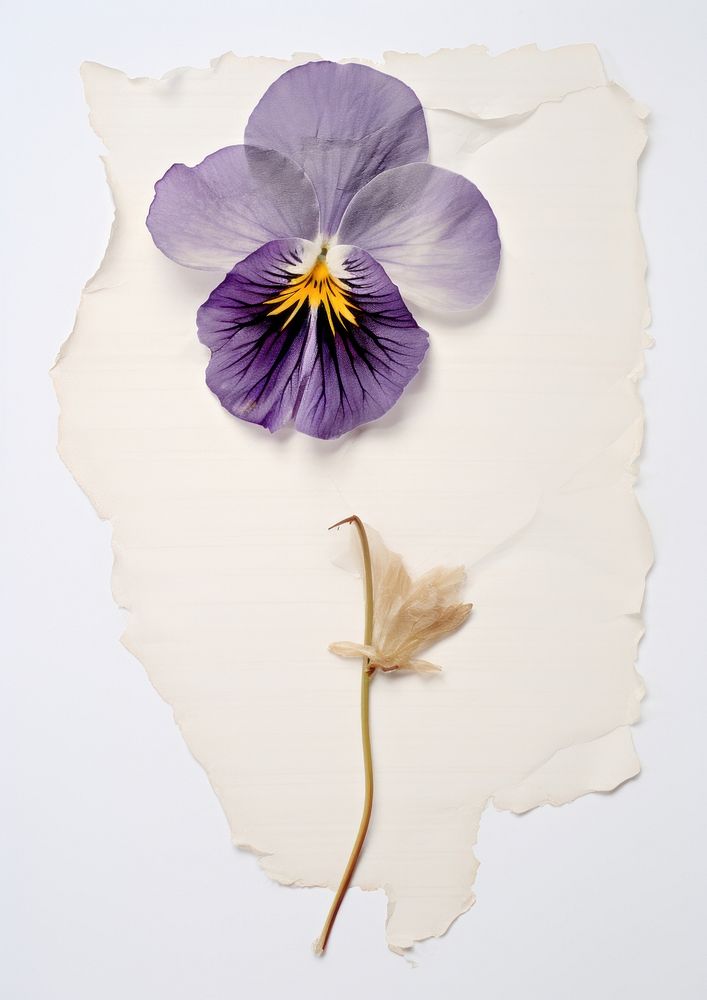 Real Pressed a Pansy flower pansy petal.