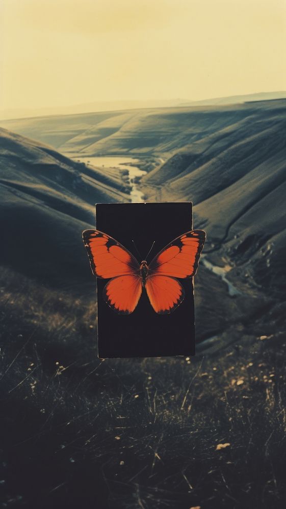 Photography of minimal a butterfly with hillside landscape outdoors animal insect.