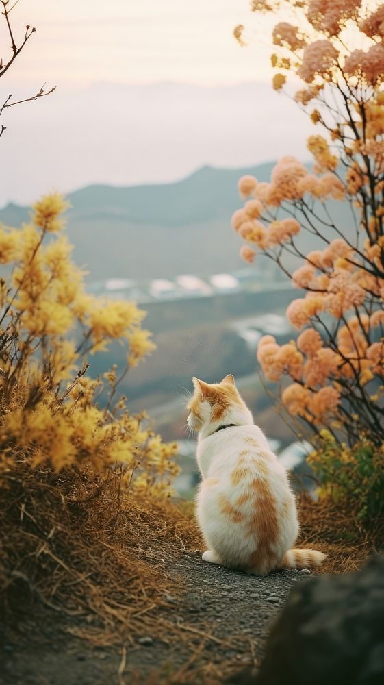 Photography of minimal a cute cat with hillside japan landscape outdoors animal mammal.