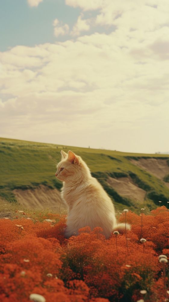 Photography of minimal a cute cat with hillside landscape outdoors mammal animal.