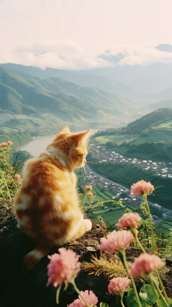 Photography of minimal a cute cat with hillside japan landscape mountain outdoors mammal.