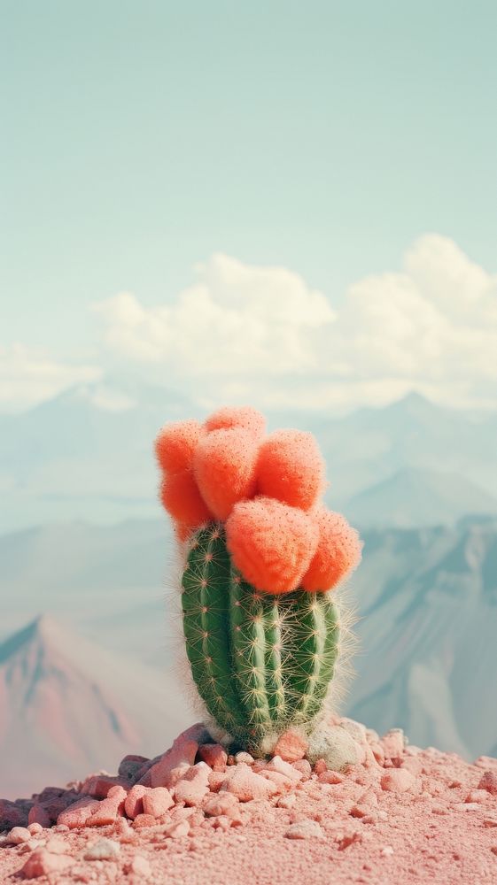 Photography of minimal a cute cactus with Switzerland landscape plant red tranquility.