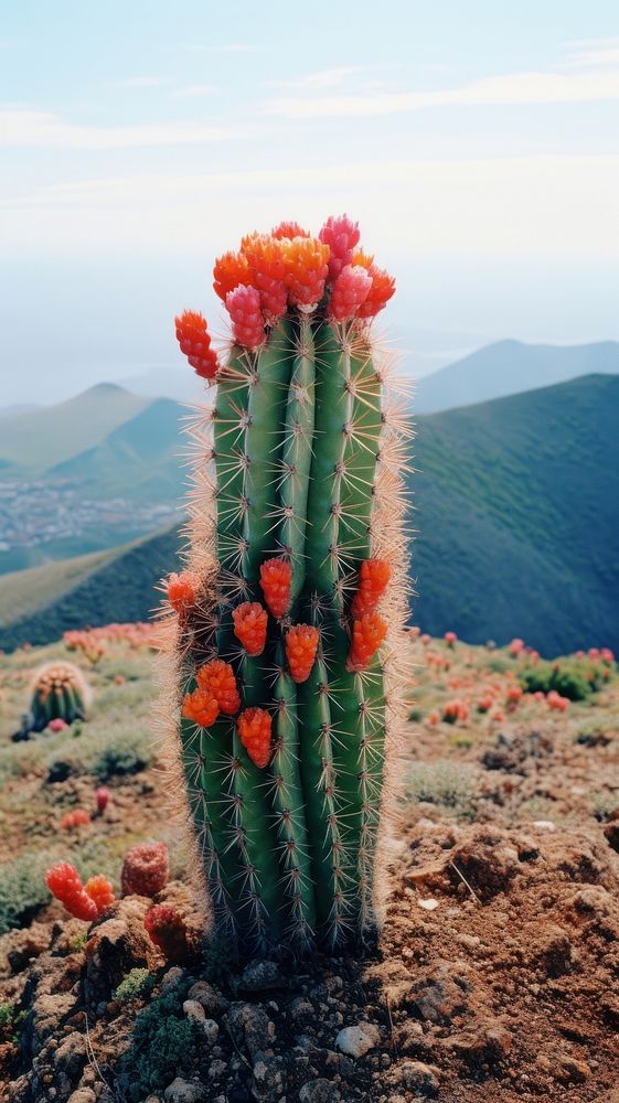 Photography of minimal a cute Cactus with hillside japan landscape cactus plant tranquility.
