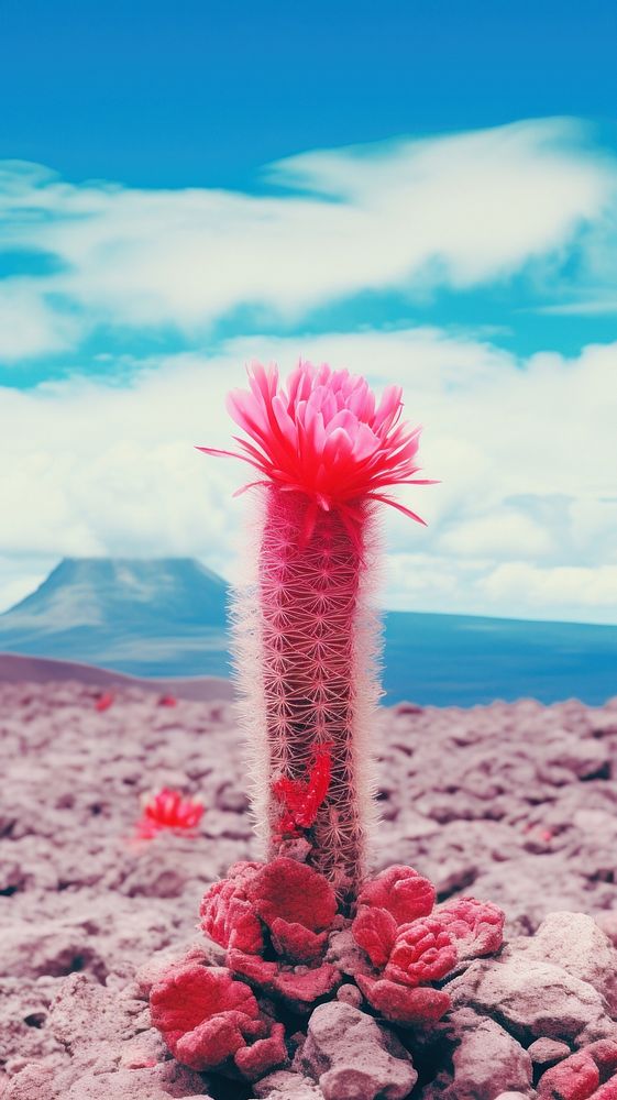 Photography of minimal a cute cactus with Switzerland landscape outdoors flower plant.