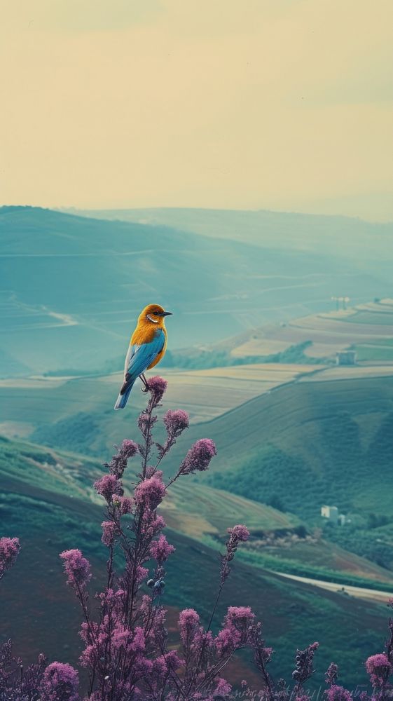 Photography of minimal a cute bird with hillside landscape outdoors nature flower.