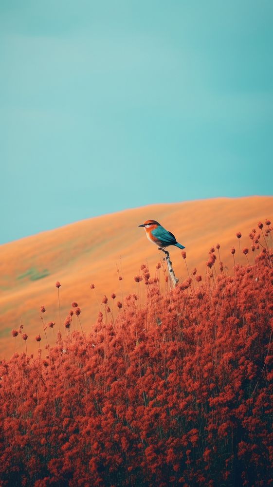 Photography of minimal a cute bird with hillside landscape outdoors nature animal.