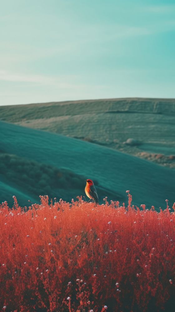 Photography of minimal a cute bird with hillside landscape red tranquility agriculture.