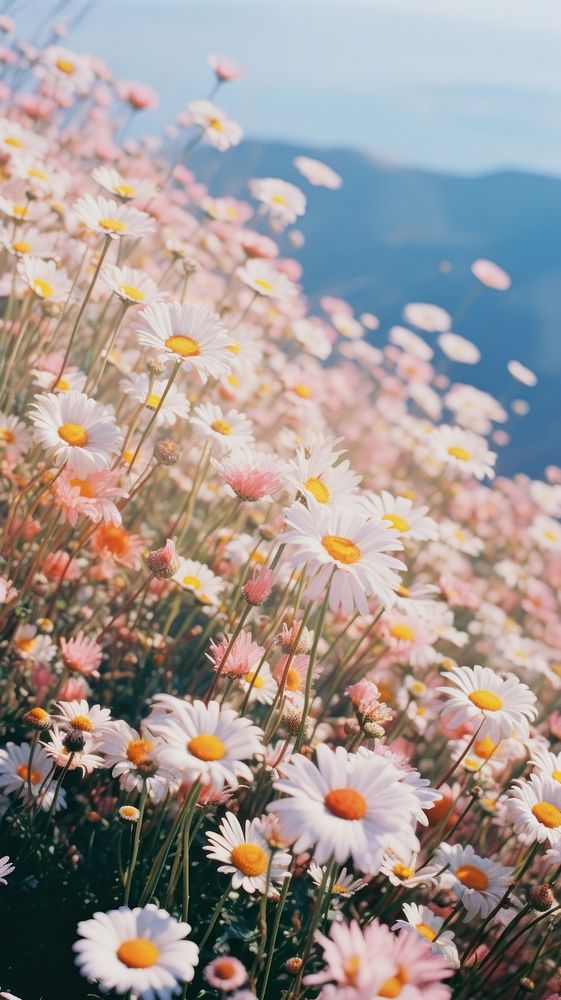 Photography of minimal a cute daisies with hillside landscape outdoors blossom nature.