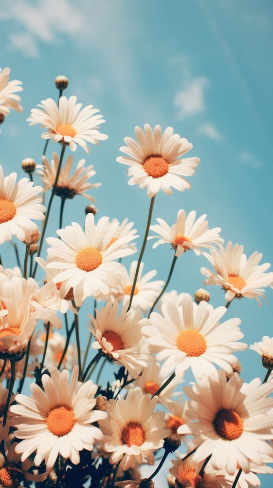 Photography of minimal a cute daisies with hillside landscape outdoors blossom flower.
