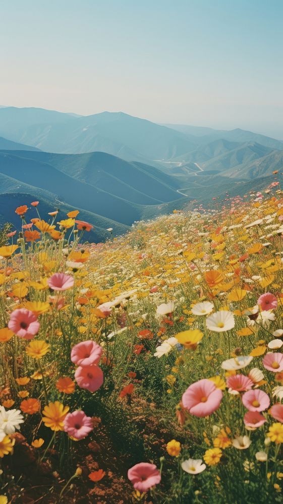 Photography of minimal a cute flowers with hillside landscape wilderness grassland mountain.