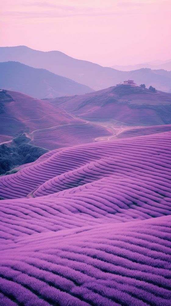 Photography of minimal a cute Lavender with hillside japan landscape lavender outdoors nature.