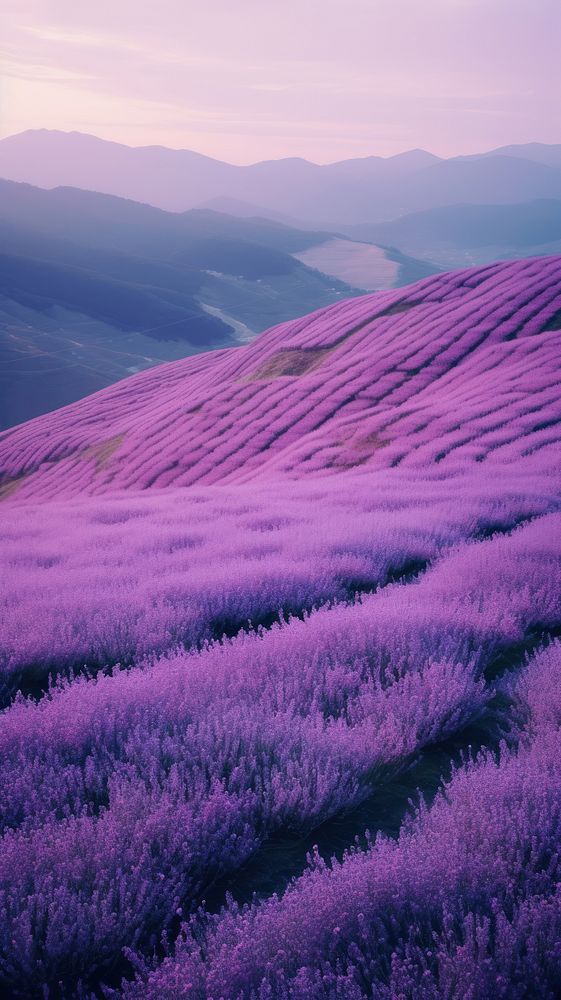 Photography of minimal a cute Lavender with hillside japan landscape lavender outdoors blossom.