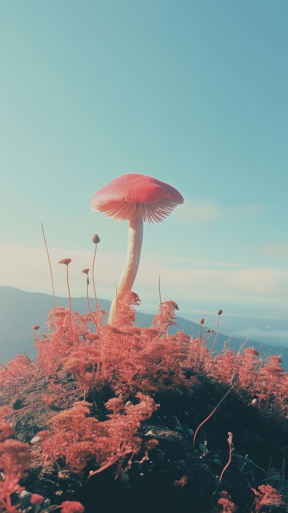 Photography of minimal a cute Mushroom with hillside japan landscape mushroom outdoors nature.