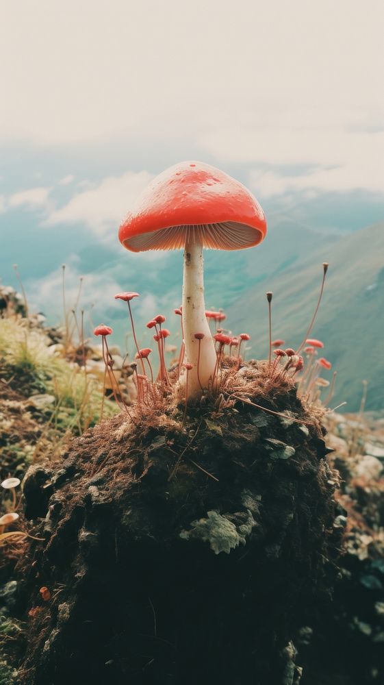 Photography of minimal a cute Mushroom with hillside japan landscape mushroom fungus plant.