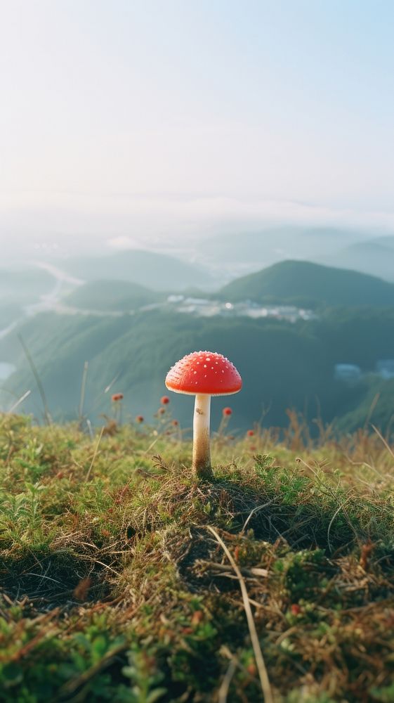 Photography of minimal a cute Mushroom with hillside japan landscape mushroom fungus agaric.