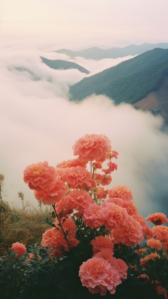 Landscape flower mountain outdoors.