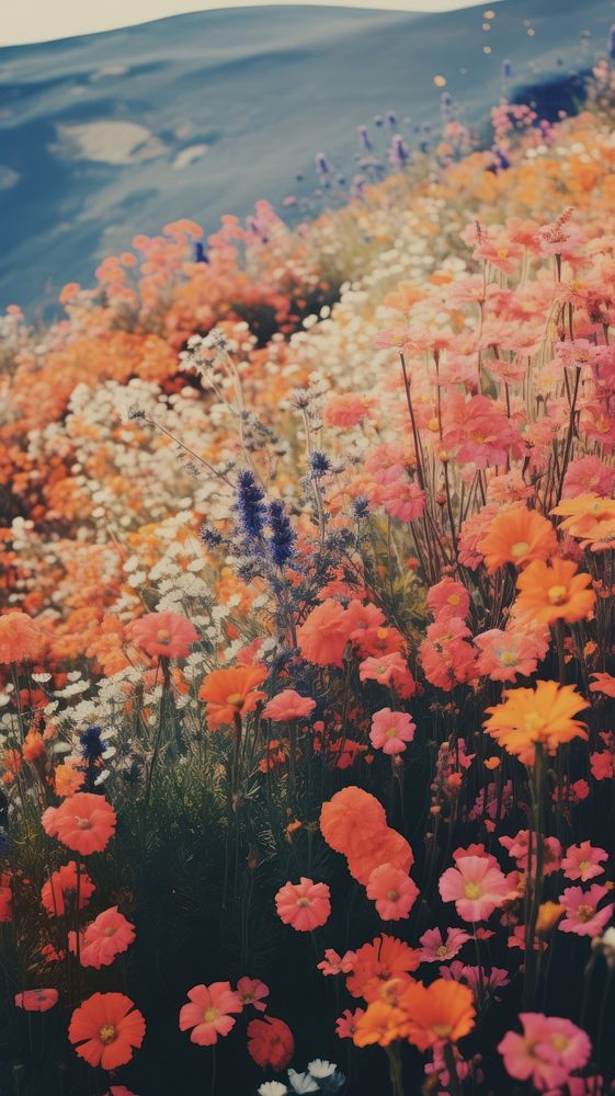 Photography of minimal cute flowers with hillside landscape outdoors painting nature.