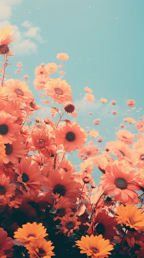 Photography minimal cute sunflowers japan | Free Photo - rawpixel