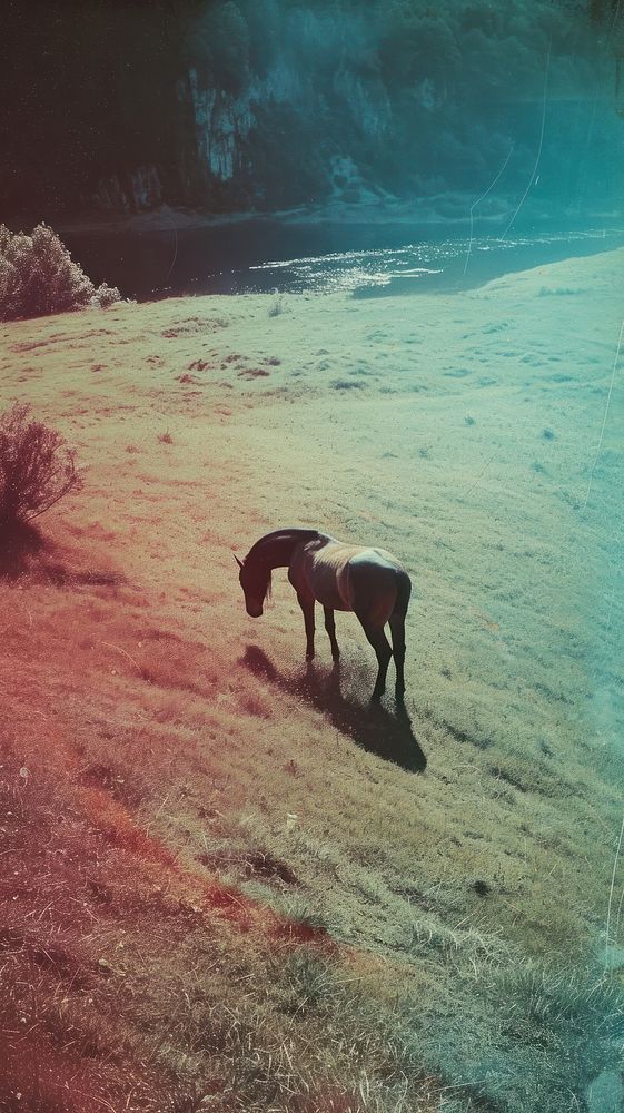 Photography of minimal Horse with hillside landscape horse outdoors animal.