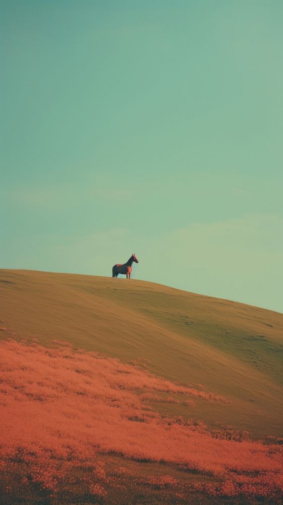 Photography of minimal Horse with hillside landscape horse outdoors horizon.