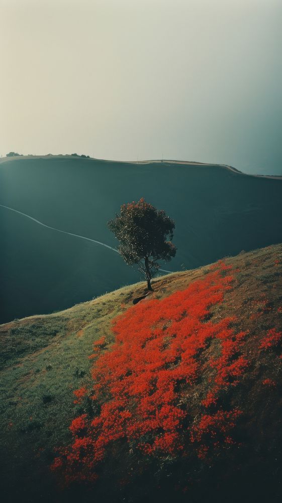 Photography of minimal Plant with hillside landscape plant outdoors nature.