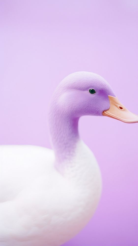 Duck animal purple bird. | Premium Photo - rawpixel