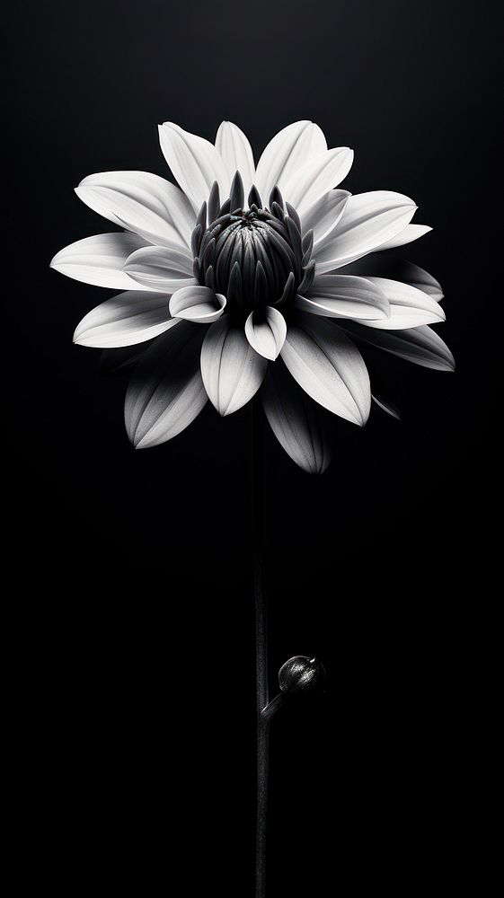 Photography of black and white flower petal daisy plant.