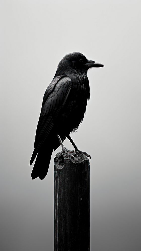 Photography of crow animal black bird.