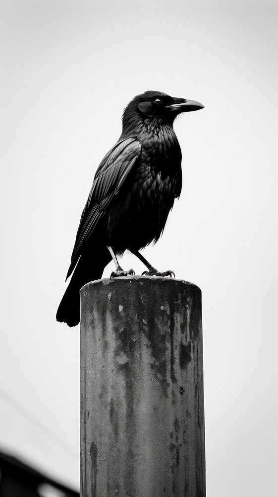 Photography crow animal black bird. | Free Photo - rawpixel