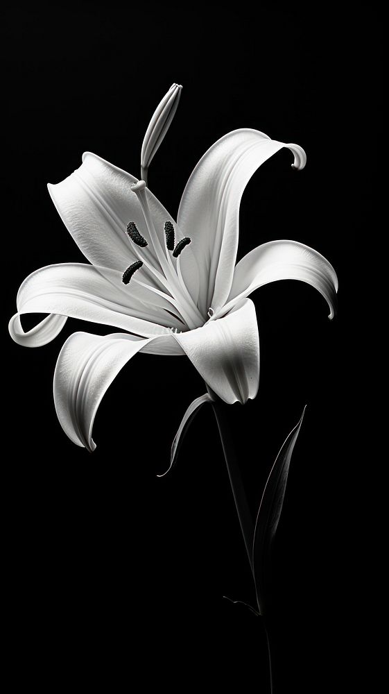 Photography of flower lily petal plant white.