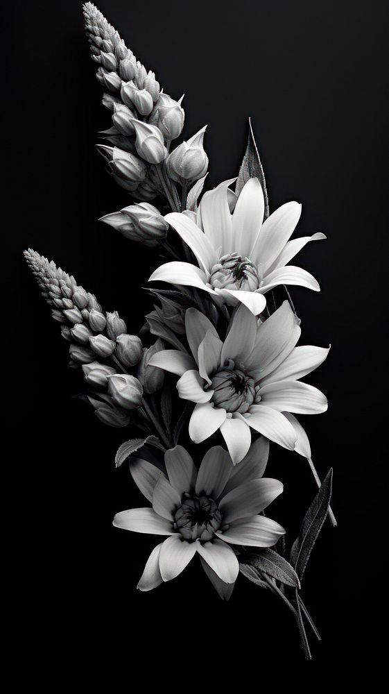 Photography of flower lavender petal plant white.