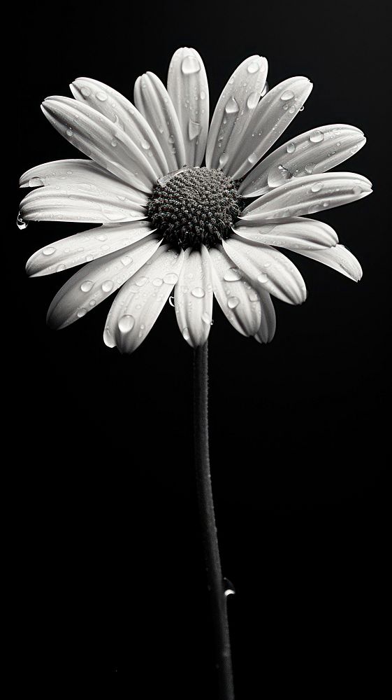 Photography of flower daisy petal plant white.