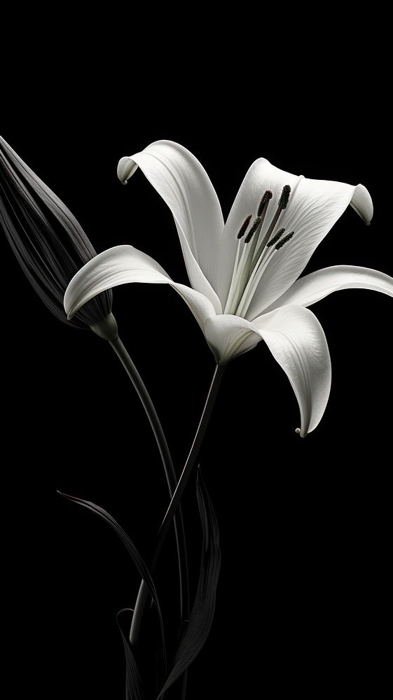 Photography of flower lily petal plant white.