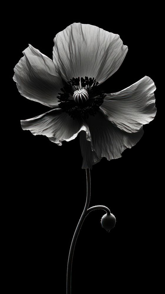 Photography of flower poppy petal plant white.