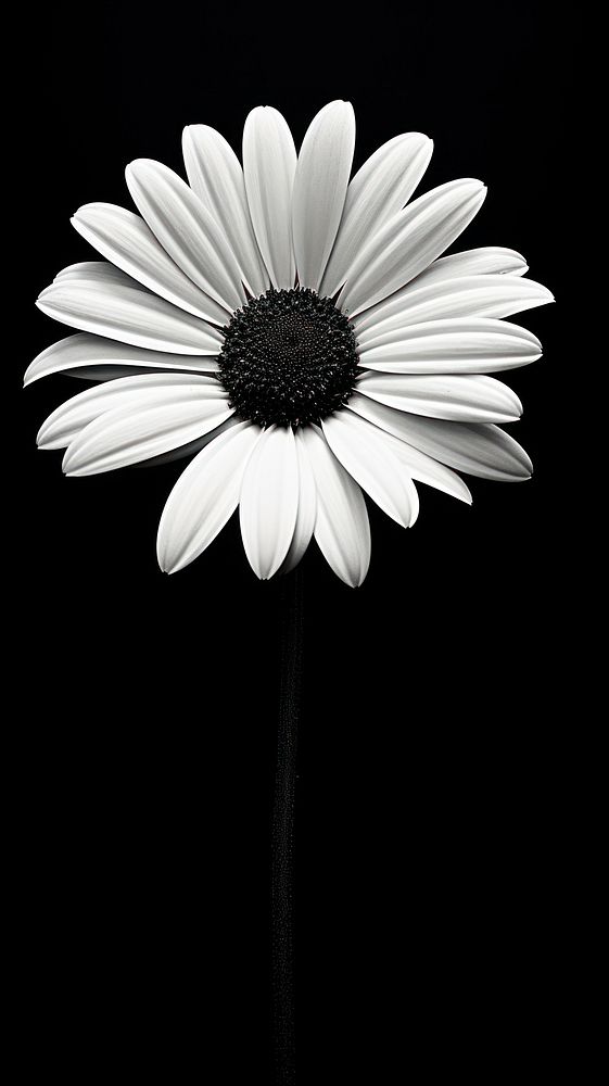 Photography of flower daisy petal plant white.