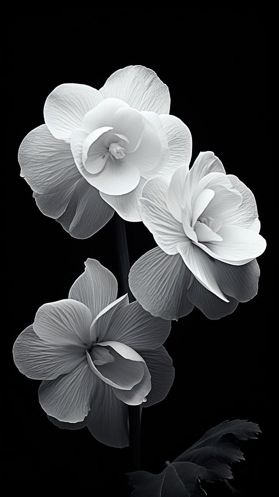 Photography of flower begonia petal plant white.
