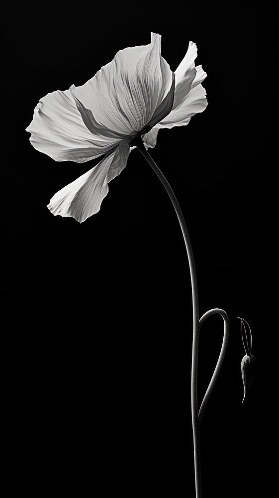 Photography of flower poppy petal plant white.