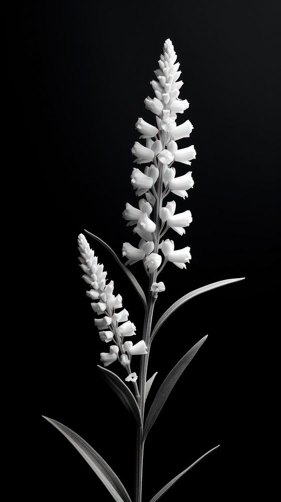 Photography of flower lavender plant petal white.