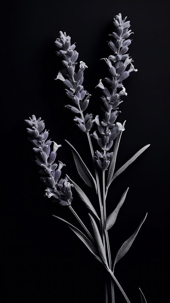 Photography of flower lavender blossom plant black.