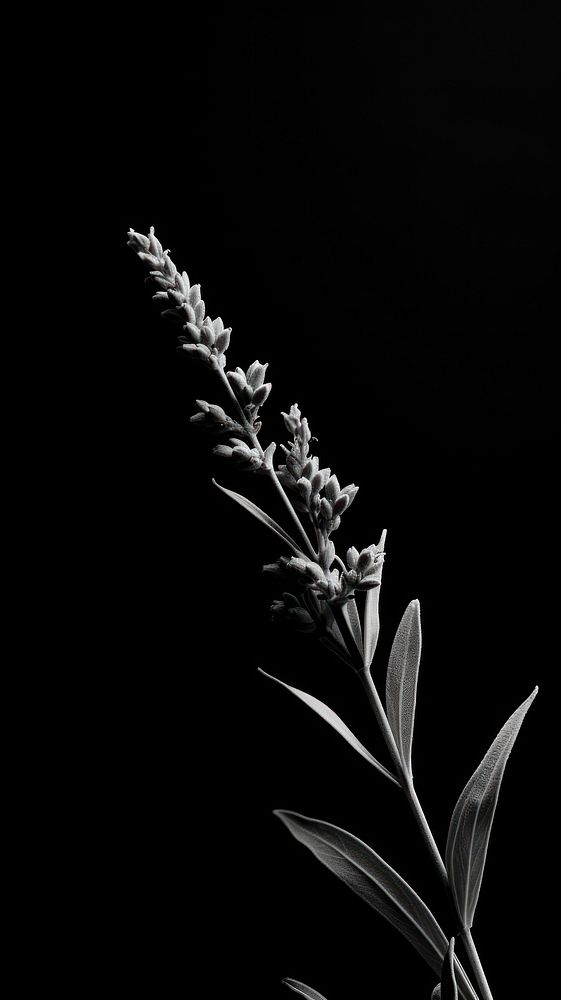 Photography of flower lavender plant black white.