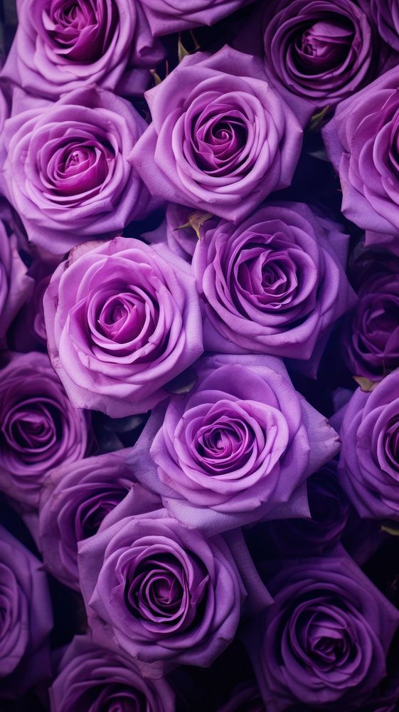Cute purple roses background backgrounds flower petal.
