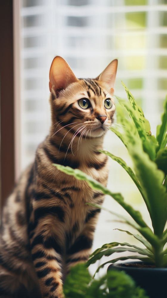 Animal mammal kitten plant.