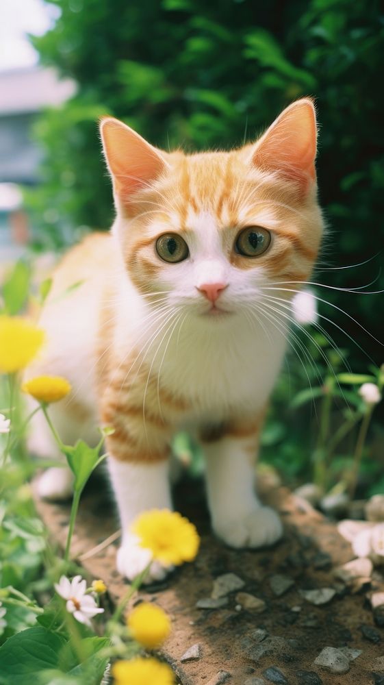 Animal mammal kitten flower.