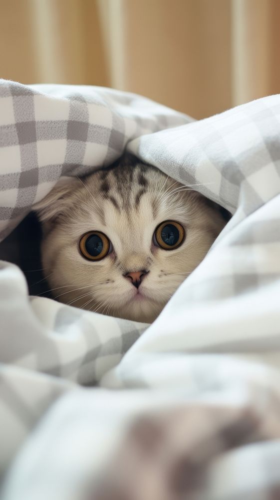Blanket animal mammal kitten.