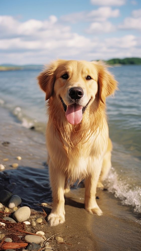 Beach dog retriever outdoors.