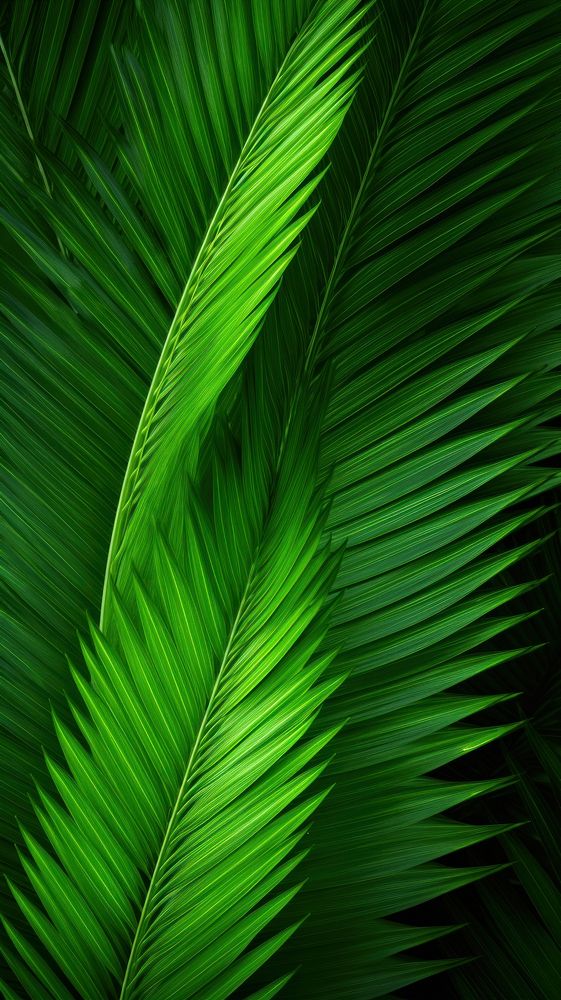 Backgrounds plant green leaf.
