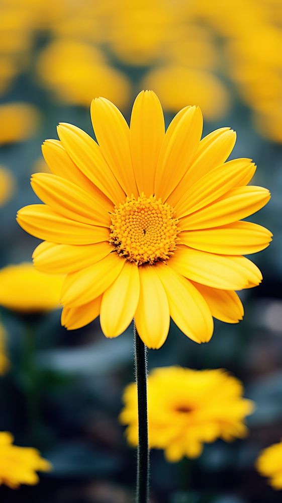 Flower sunflower blossom yellow.