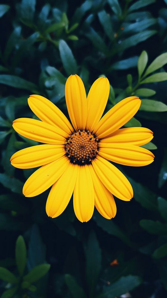 Flower sunflower yellow plant.